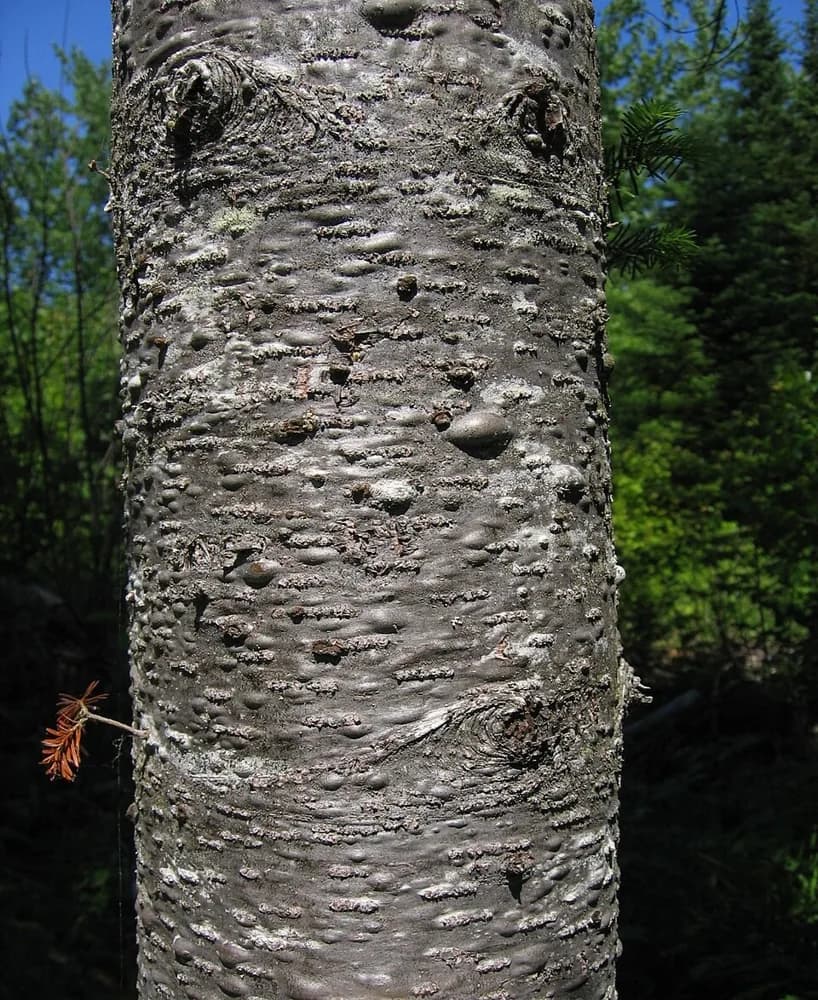 Gray bark with resin blisters on a young balsam fir