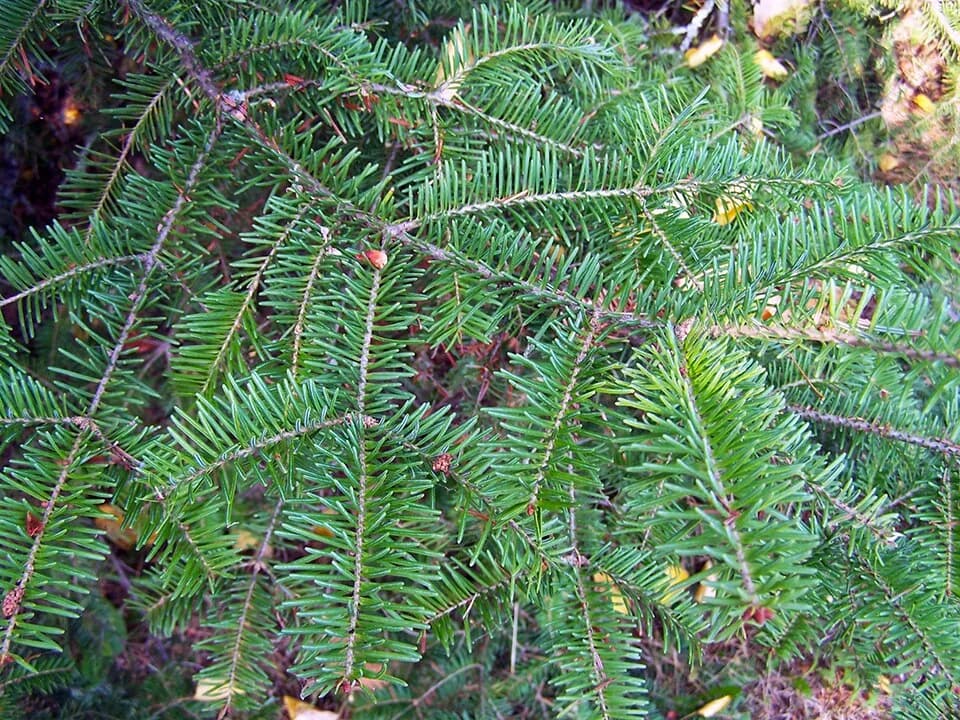 Flat green balsam fir needles along a twig