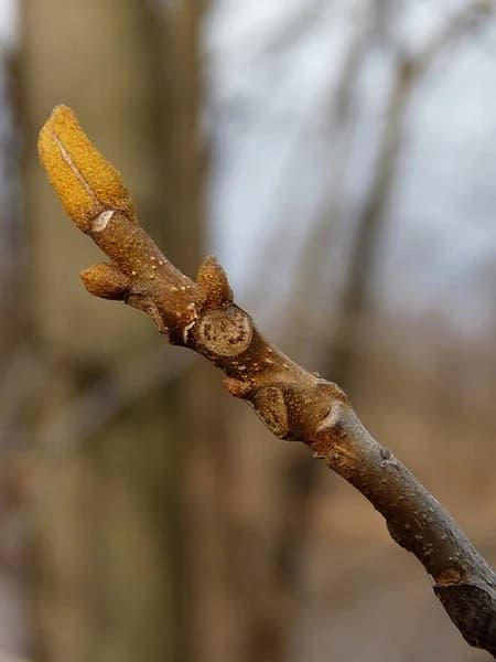 End bud — bitternut hickory
