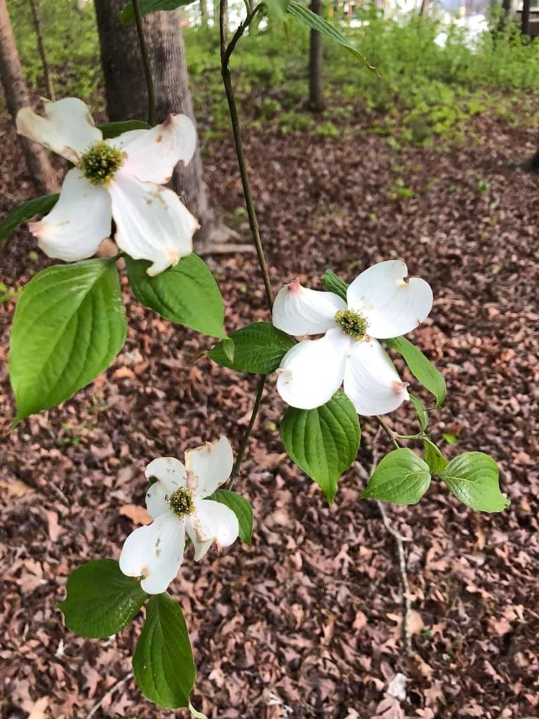 Flowers (Warren County, NC) — flowering dogwood