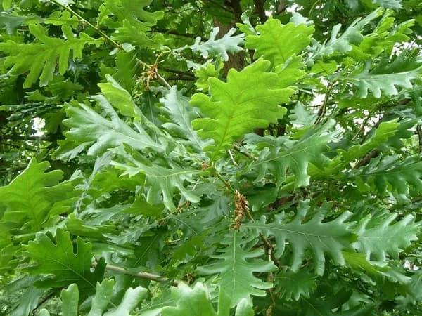 White oak leaves with rounded lobes