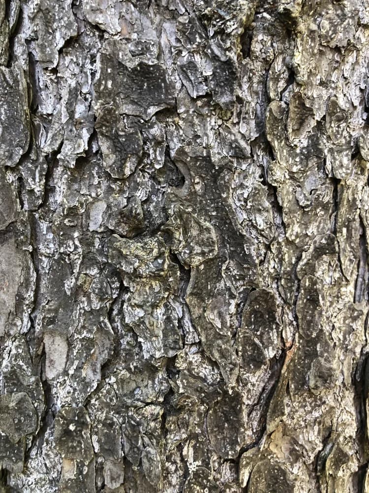 Scaly bark on a red spruce trunk