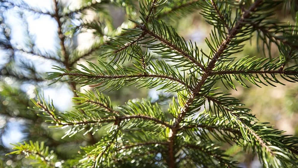 Red spruce needles growing singly along a branch