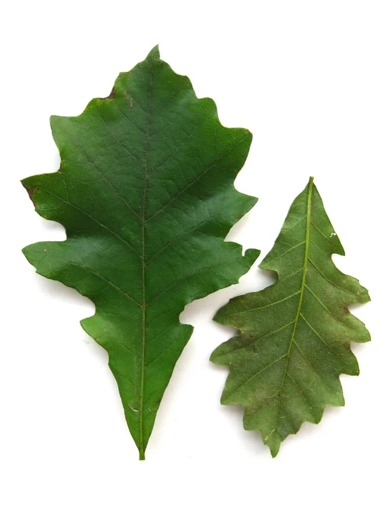 Leaves front and back