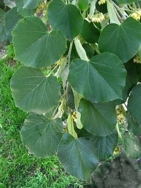 Heart-shaped basswood leaves with toothed margins