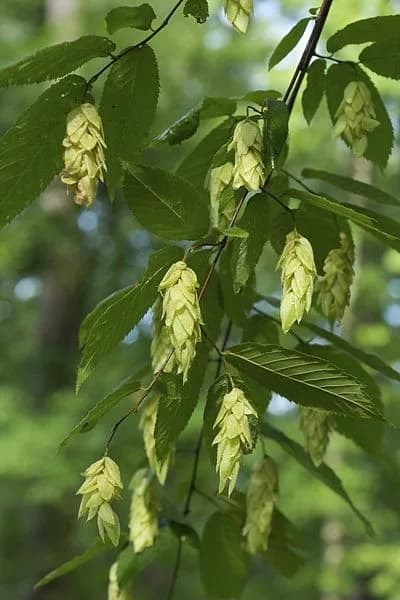 Papery, hop-like fruit clusters hanging among hophornbeam leaves