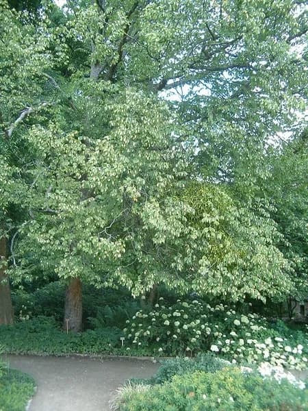 American hophornbeam with a leafy crown in a planted landscape