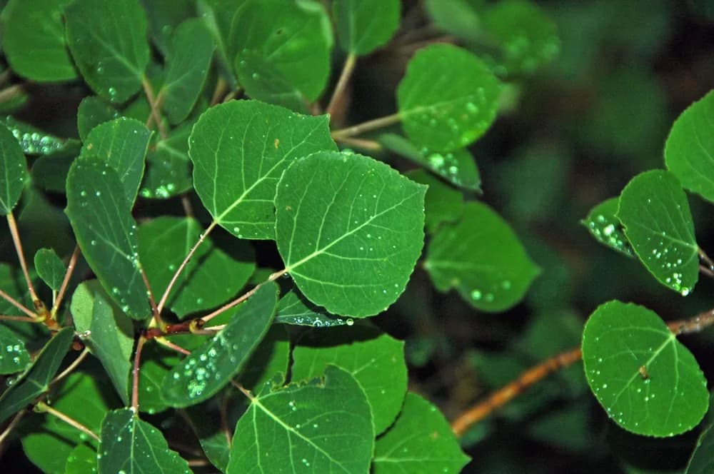 Quaking aspen leaves showing their rounded shape