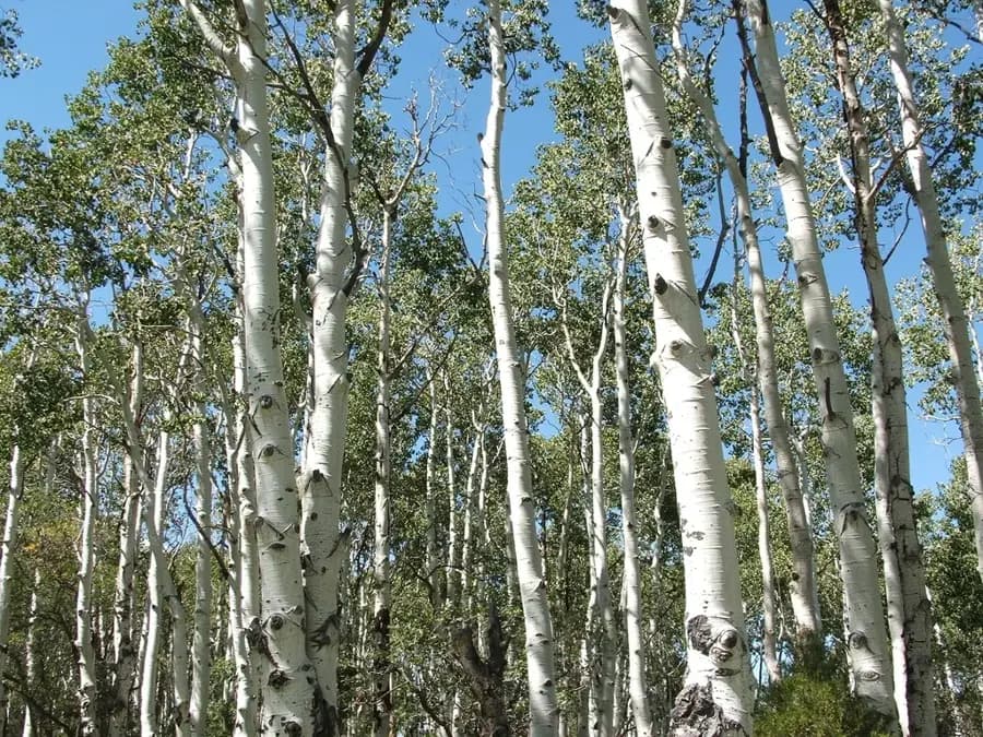 Quaking aspen: native habitat