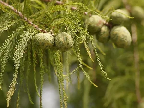 Rounded seed cones of bald cypress