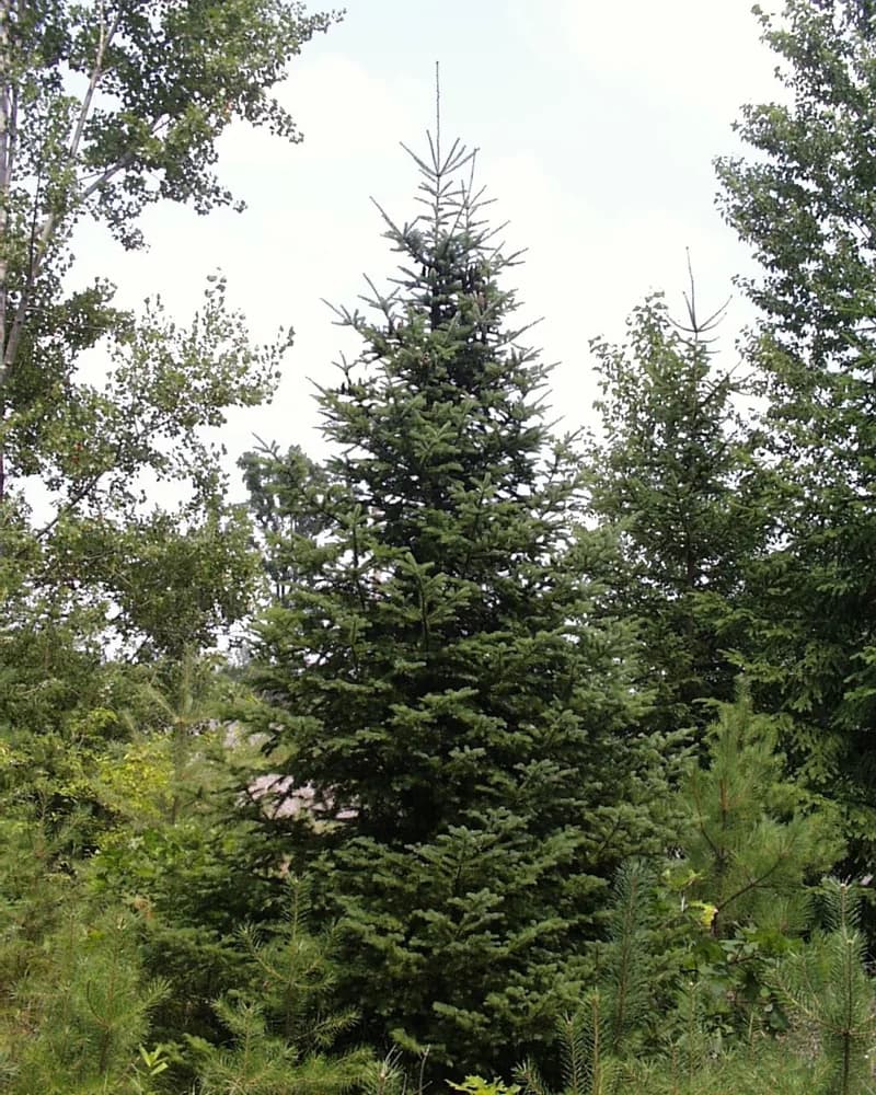 Balsam fir growing at Sherburne National Wildlife Refuge in Minnesota