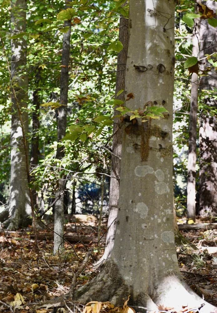 Gray bark of an American beech trunk