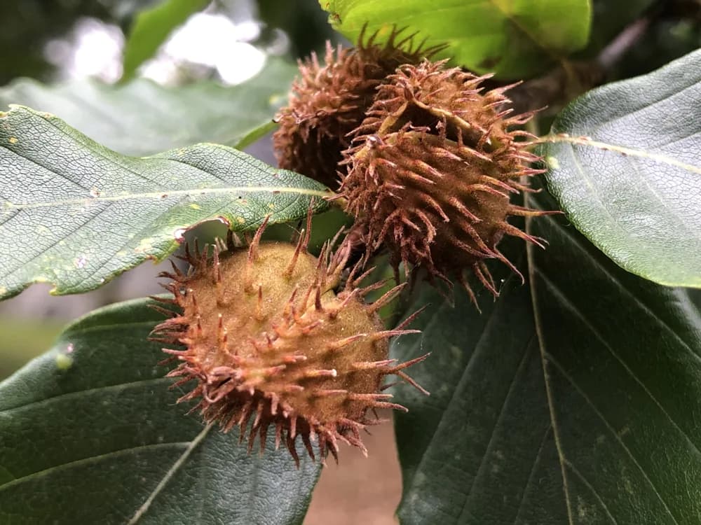 American beech immature fruit in a prickly husk
