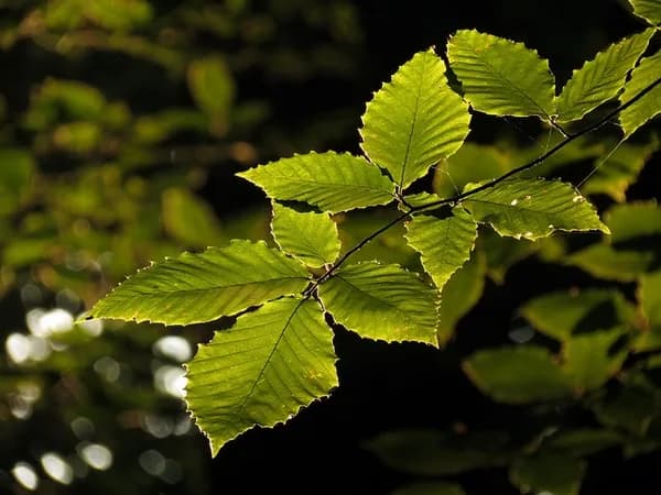 American beech leaves with toothed edges and parallel veins