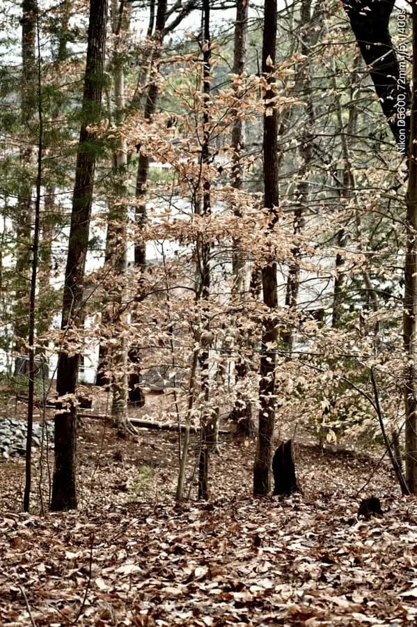 American beech: form (wake county,nc)-mid winter