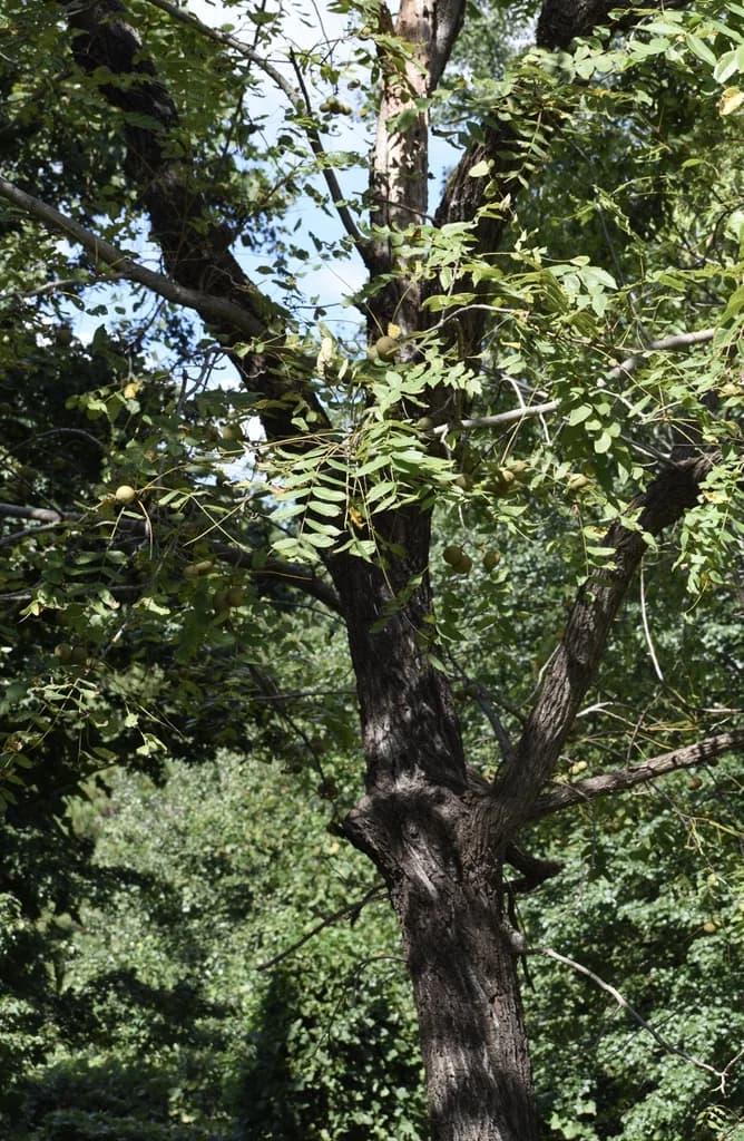 Furrowed black walnut trunk beneath a leafy crown