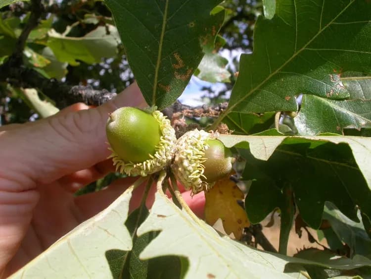 Developing bur oak acorn with a fringed cup among leaves