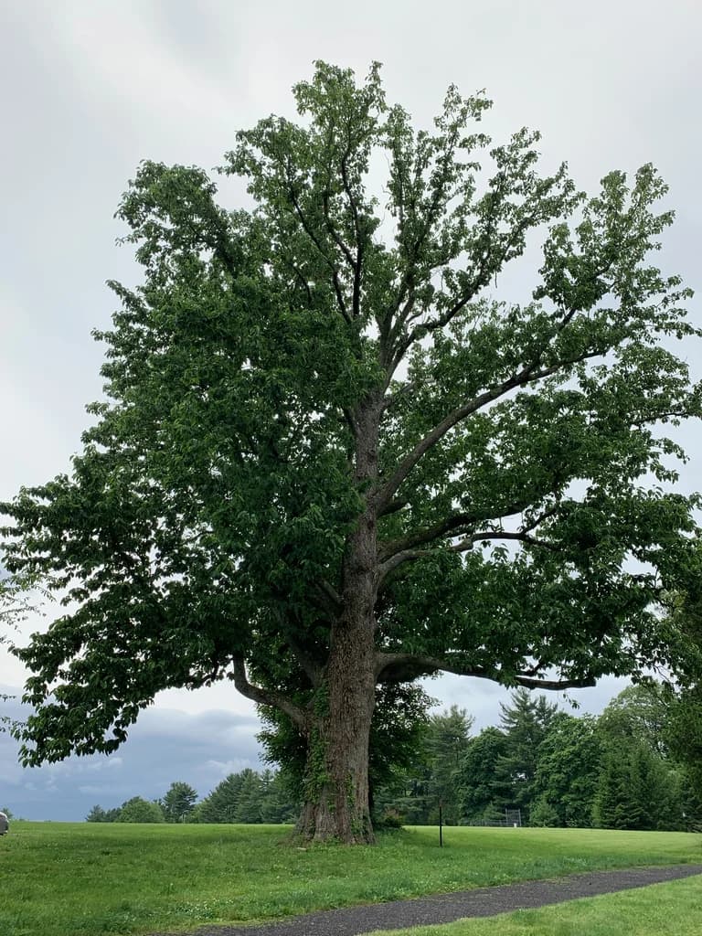 Mature cucumber magnolia with a broad leafy crown in an open lawn