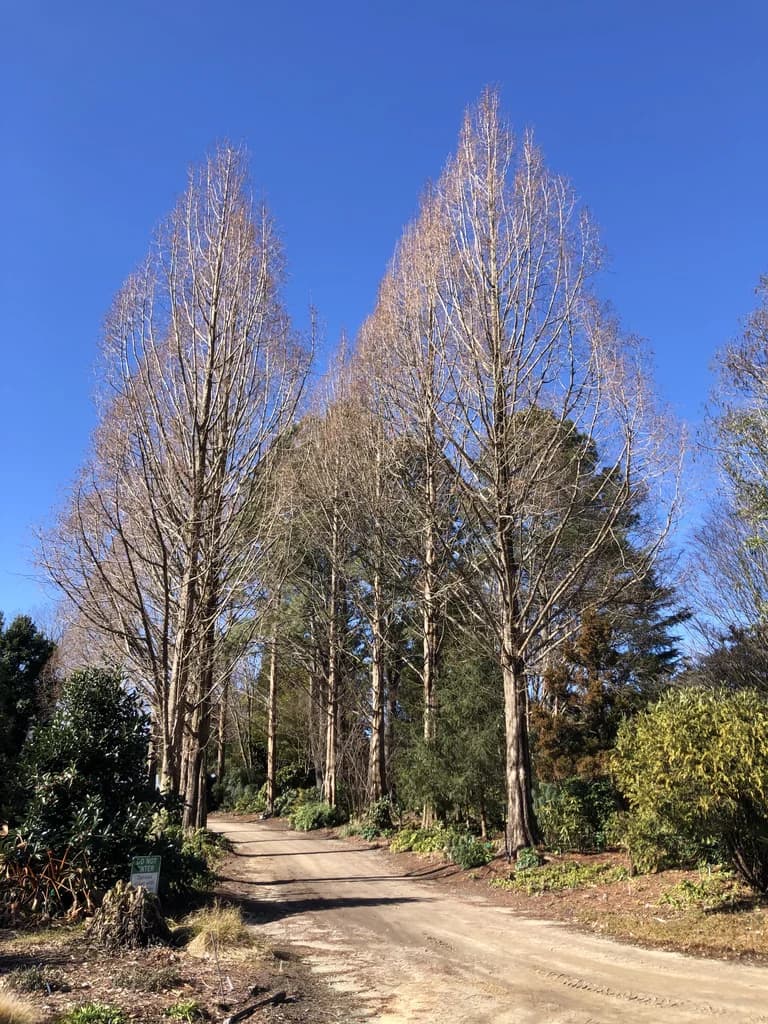 Metasequoia glyptostroboides