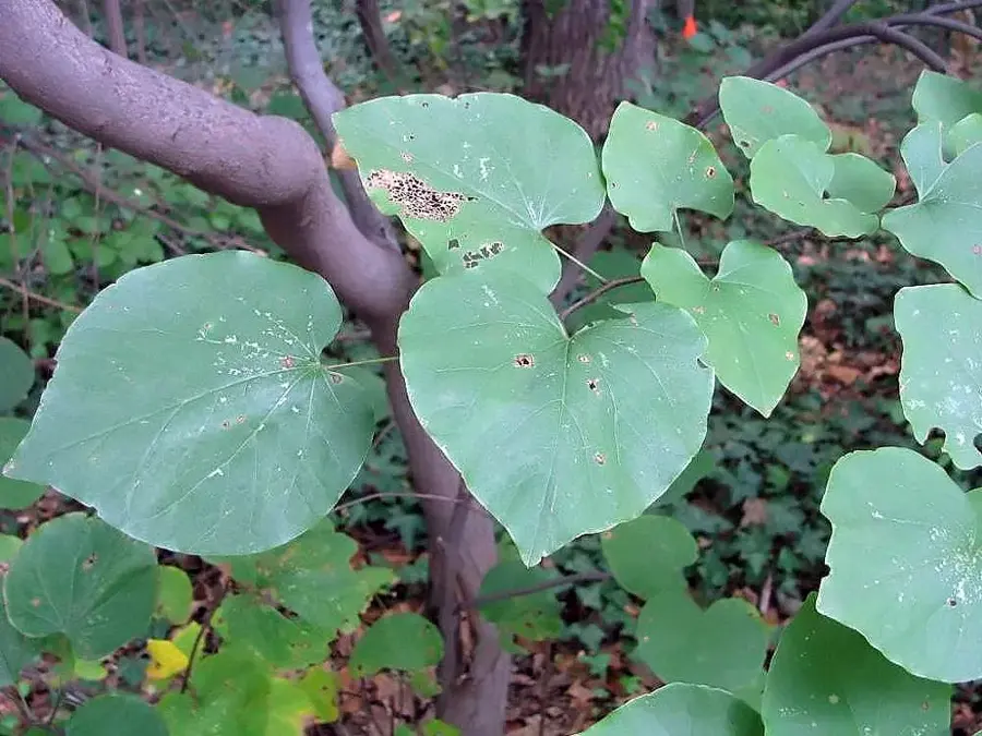 Broad heart-shaped leaves of eastern redbud