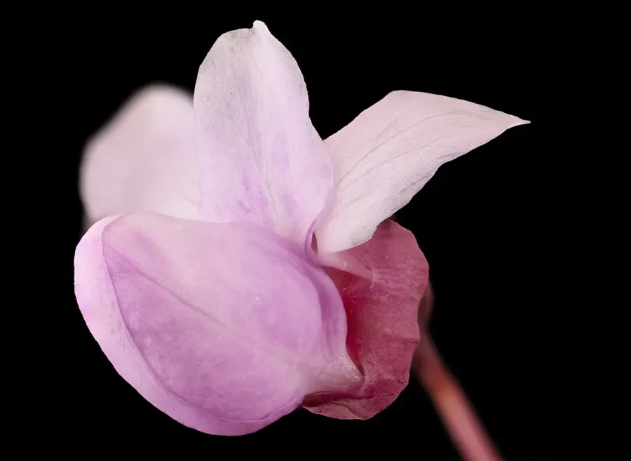 Close view of eastern redbud flowers