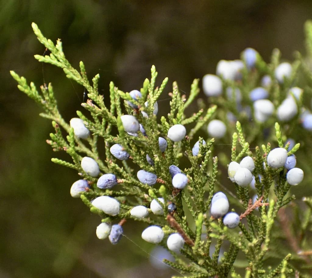 Berries & Needles - Aug. 20 - Warren Co., NC — eastern redcedar