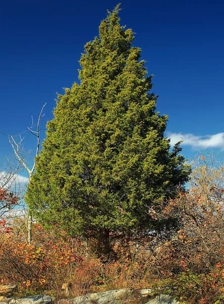 Upright eastern redcedar with dense evergreen foliage
