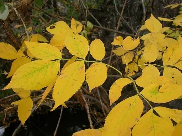 Yellow autumn green ash leaves showing their leaflets