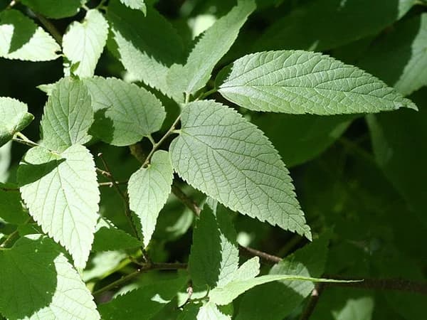 Celtis occidentalis