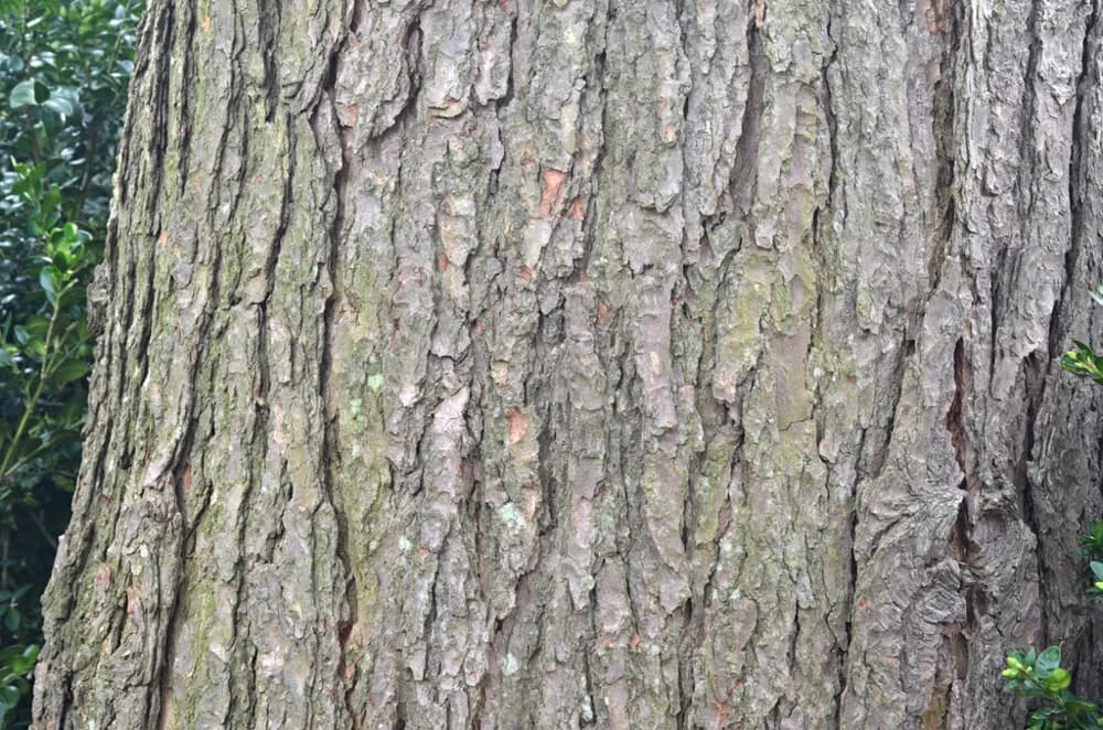 Ridged brown bark on an eastern hemlock trunk