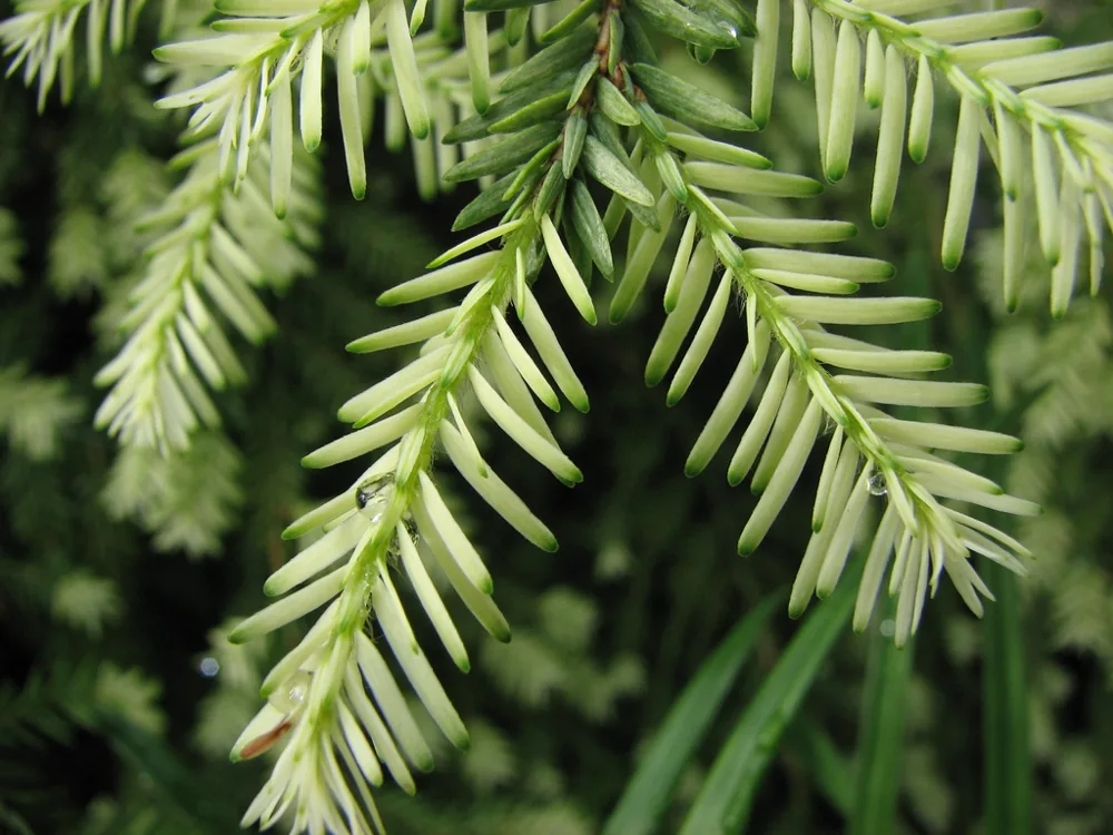 Short eastern hemlock needles arranged along a twig