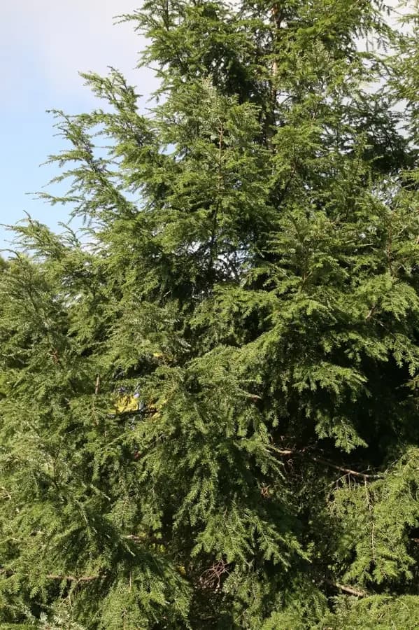 Eastern hemlock: form