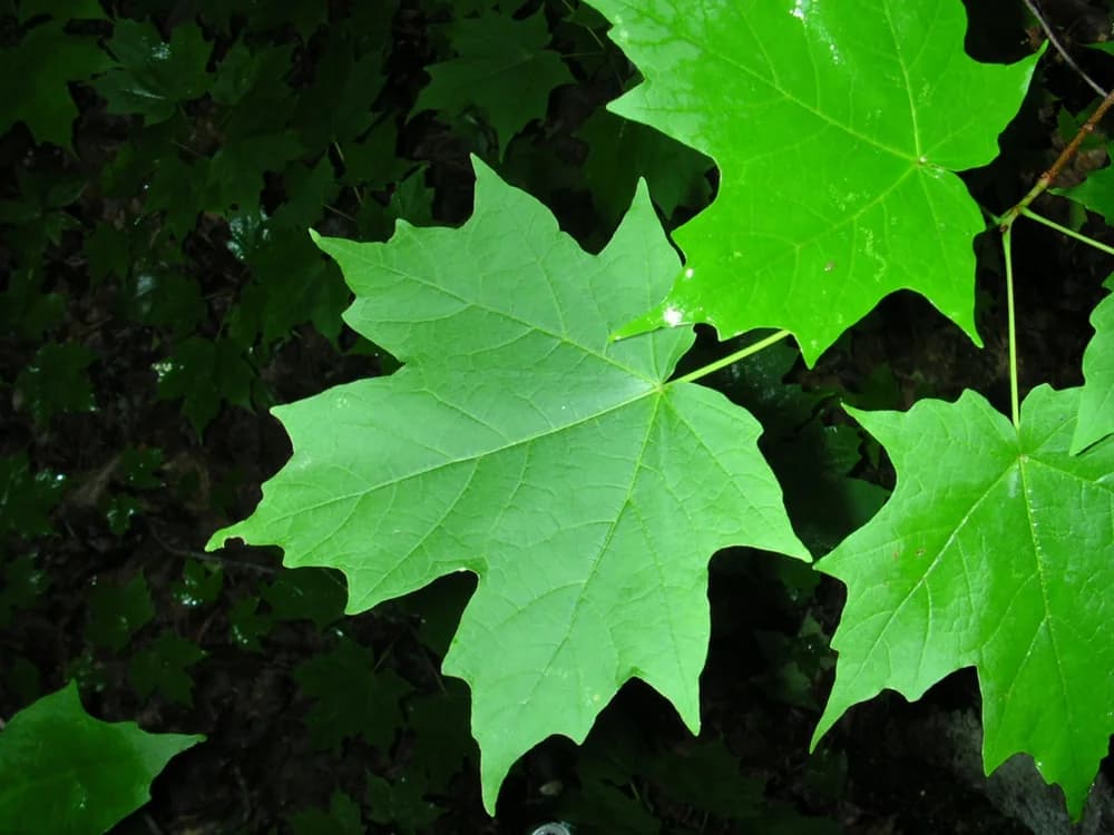 Sugar maple leaf showing its lobed outline