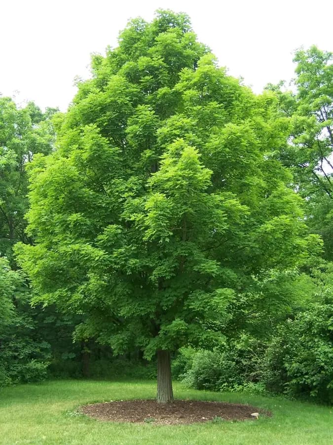 Sugar maple: form