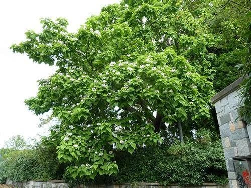 Northern catalpa crown covered with white flowers beside a stone wall
