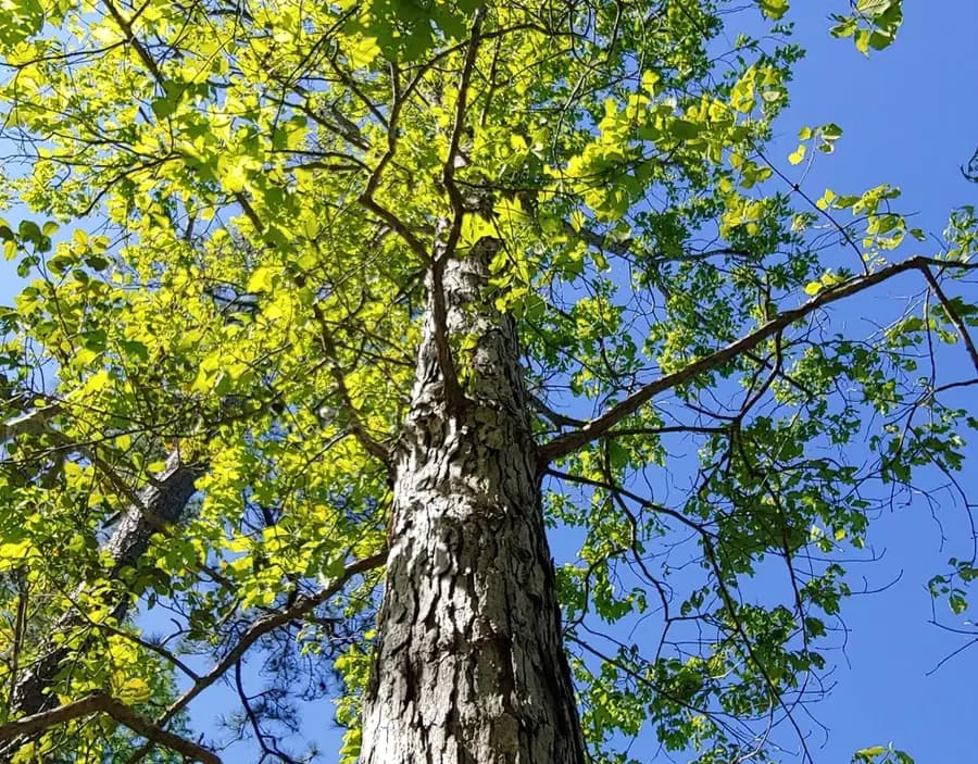 White oak: form in spring brunswick nature park