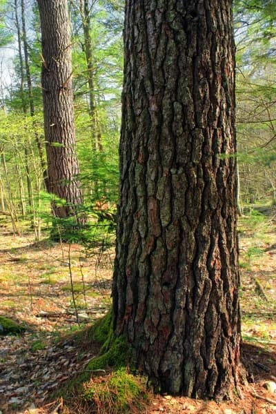 Textured bark on the trunk of an Eastern white pine