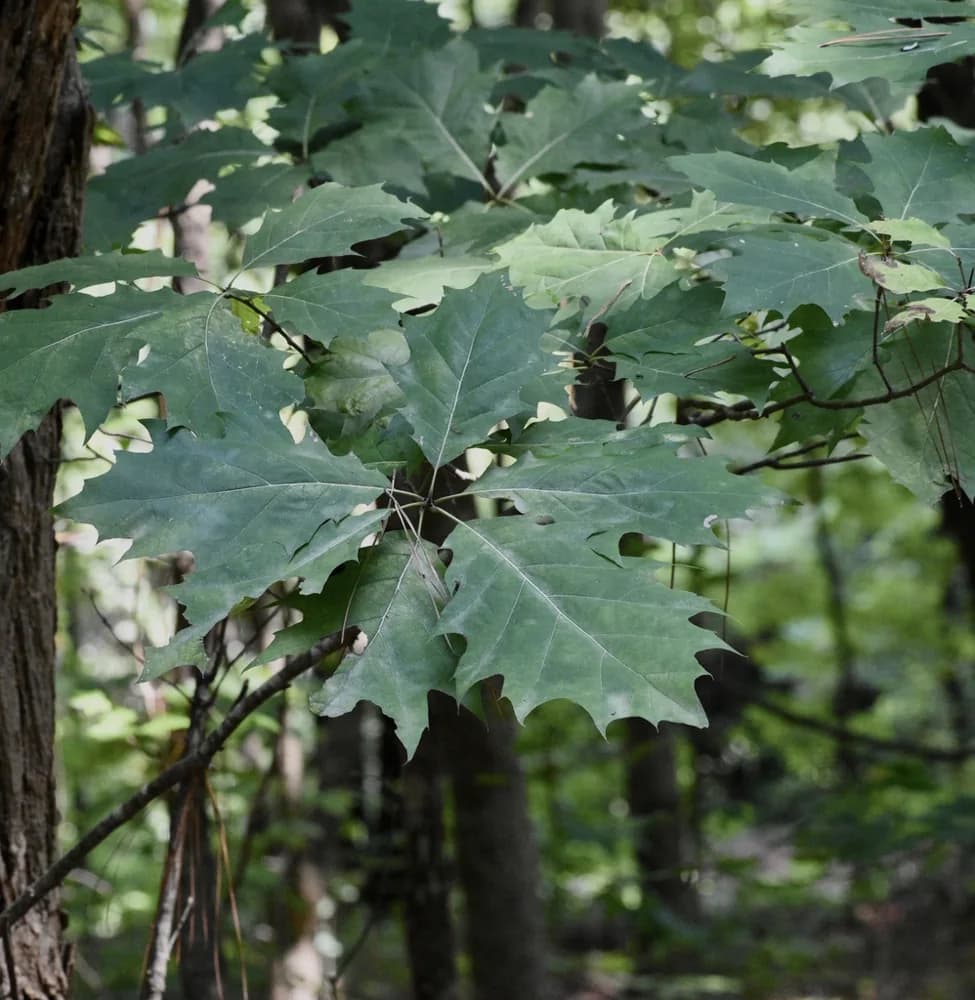Northern red oak leaves with pointed lobes