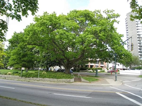Northern red oak with a spreading crown