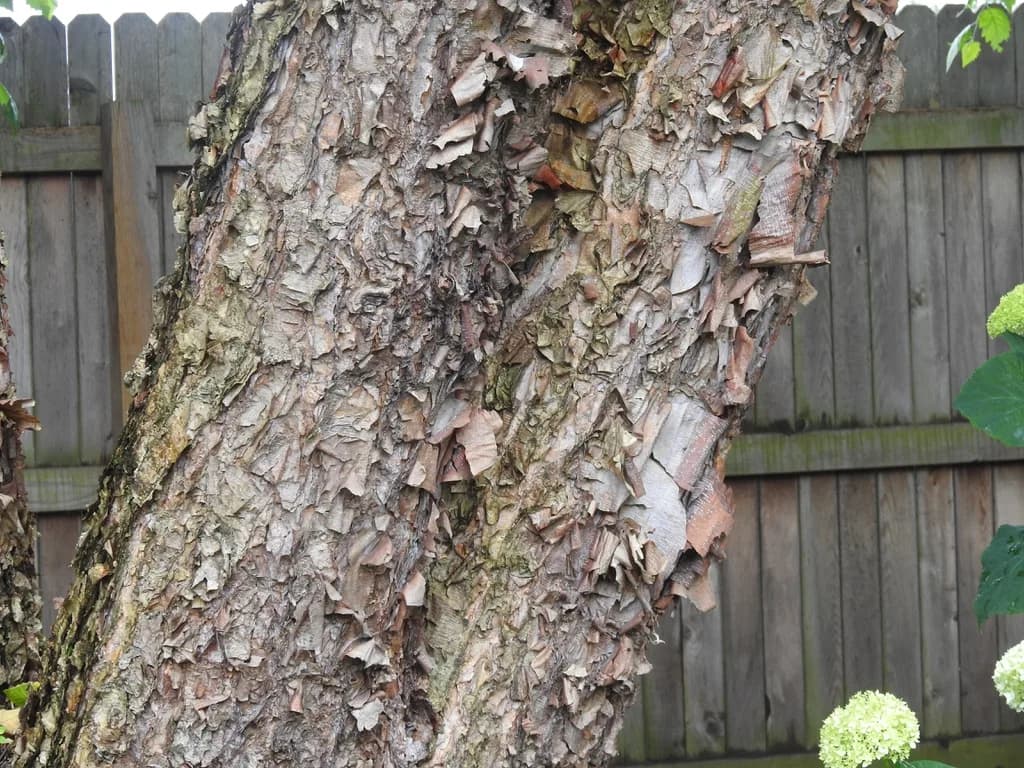 Layered, peeling bark on a river birch trunk