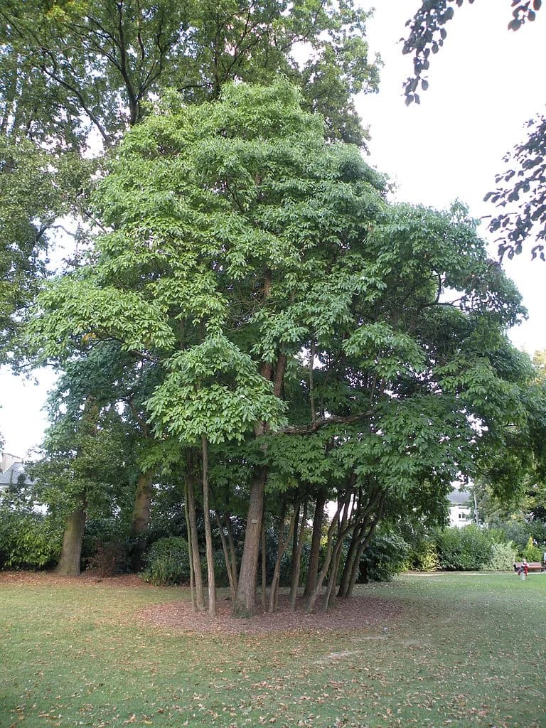 Form
