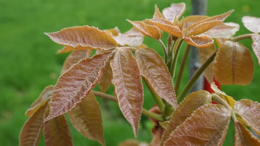 Leaves in May