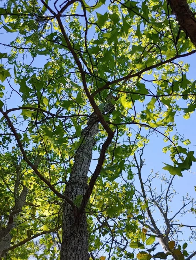 Sweetgum trunk and leafy branches viewed from below in spring