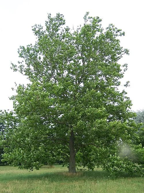 American sycamore trunk and broad crown at Morton Arboretum