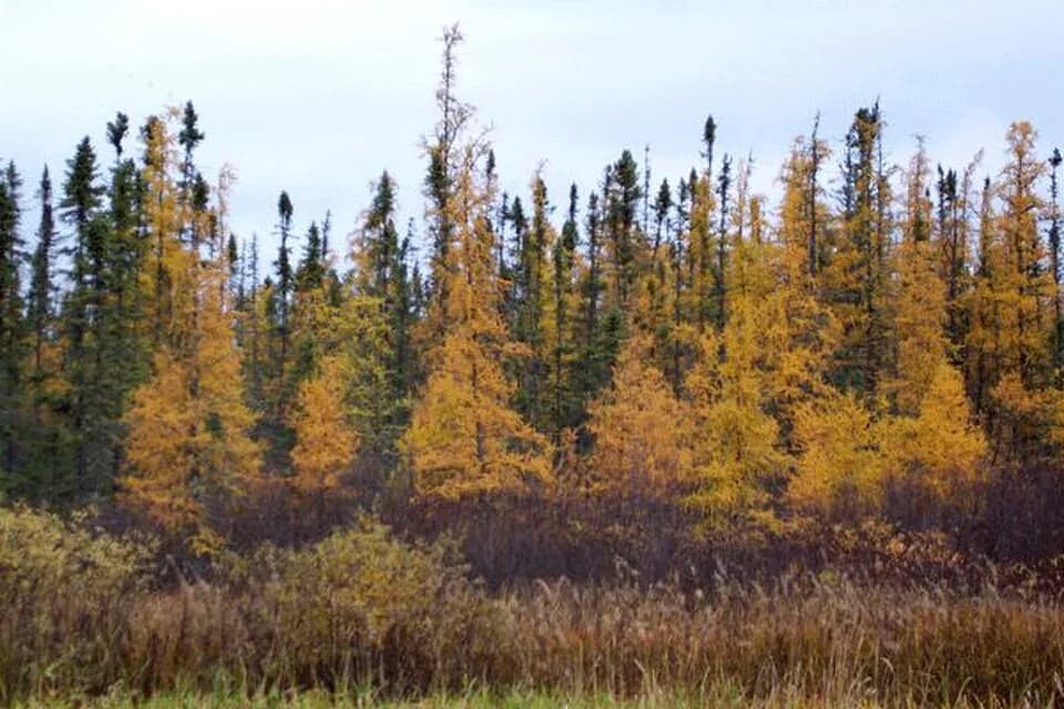 Golden autumn tamarack in front of green black spruce in northern Minnesota