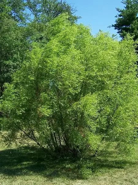 Black willow: form